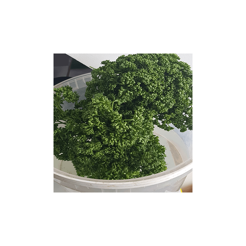 Persil, plante aromatique indispensable dans nos cuisines. nos Saveurs de France