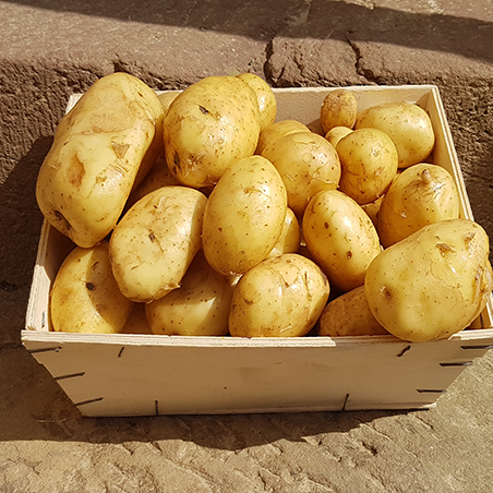 Pomme de terre Nouvelle Cultivée en Alsace Nos Saveurs de France
