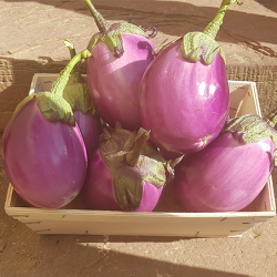 Belle aubergine Ronde Violette. Légumes d'été Nos Saveurs de France