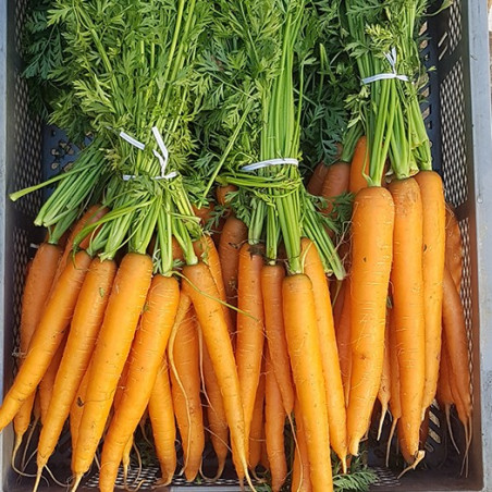 Les carotte fanes