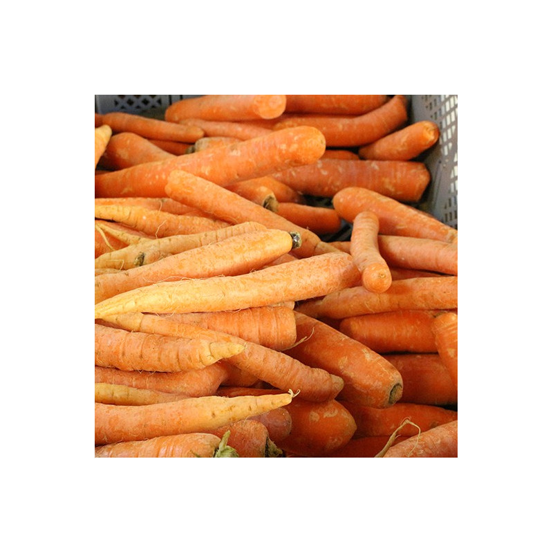 carottes primeur